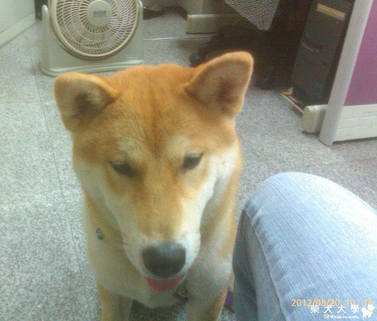 和大福一起上班趣(原發表者:大福家)(相簿)