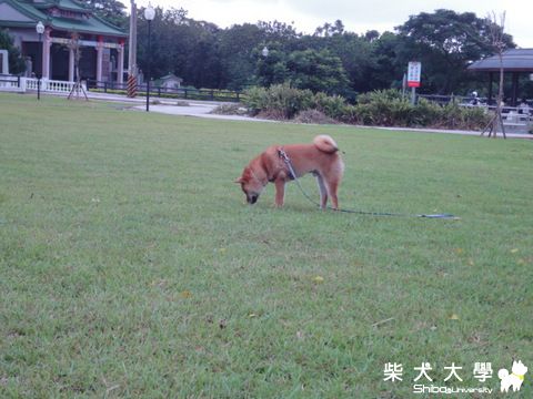 公園......亂亂走(原發表者:澎將哥)(相簿)