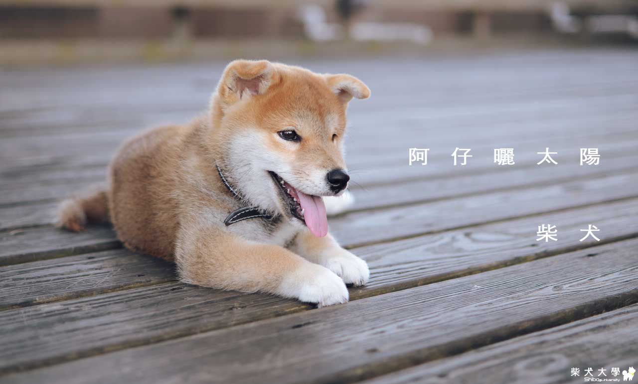 阿仔。的金黃色。(原發表者:朱元宏)(相簿)