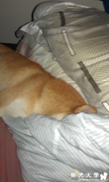 繼頭塞棉被之後續..(原發表者:DuckSu)(相簿)