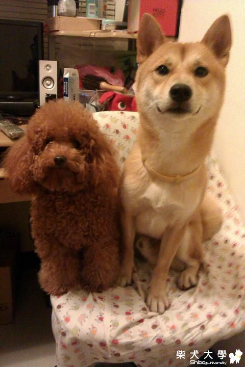 庫克從台南到台北討生活(原發表者:阿秋爸)(相簿)