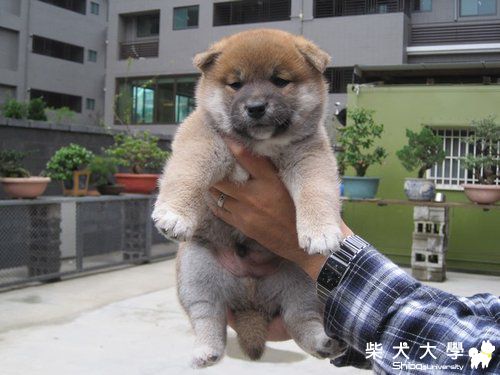 (運動篇)禾風柴犬幼犬照片分享(原發表者:禾風柴犬)(相簿)