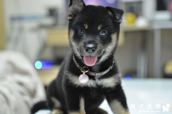 第一天到家的妹妹(原發表者:小黑妹)(相簿)