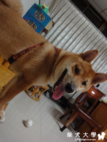 八字頸圈的正確戴法?(原發表者:澎將哥)(相簿)