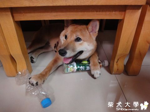 是我的~誰都不能搶喔!(原發表者:澎將哥)(相簿)