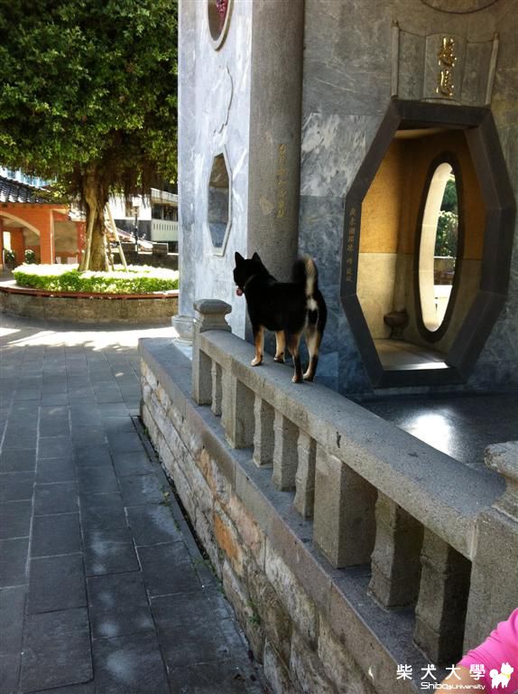 我是貓(原發表者:菲菲)(相簿)