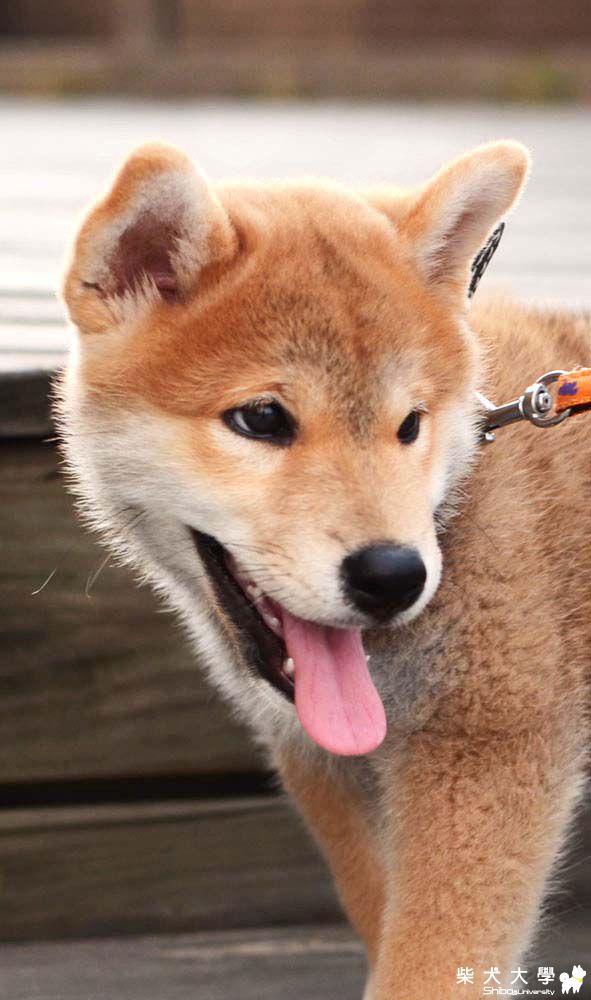 阿仔。立耳記。(原發表者:朱元宏)(相簿)