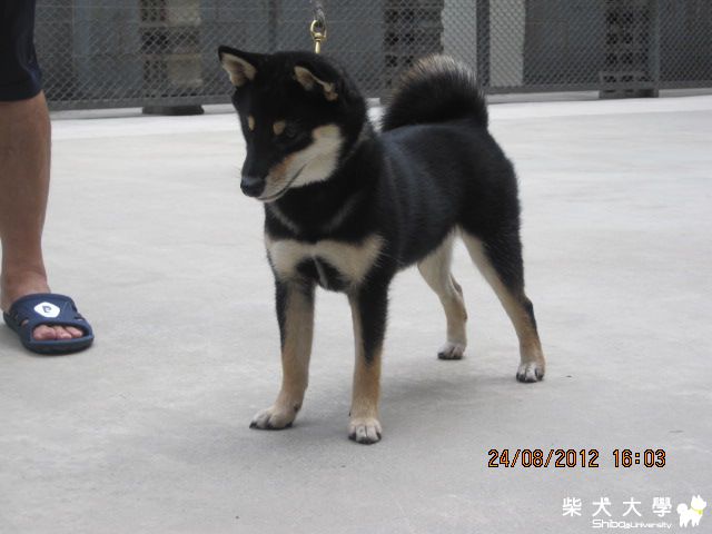 春櫻姬年底參賽犬(原發表者:禾風柴犬)(相簿)