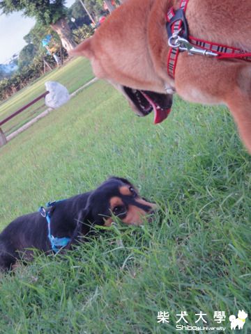 第一位玩耍的朋友(原發表者:澎將哥)(相簿)