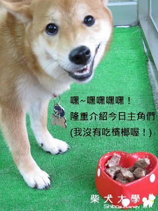 小小小柴聚‧小朋友獨照(原發表者:球球a麻)(北部)