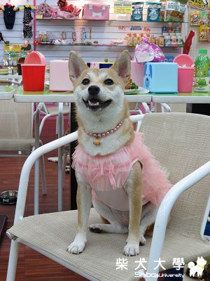 小小小柴聚‧我們的互動(原發表者:球球a麻)(相簿)