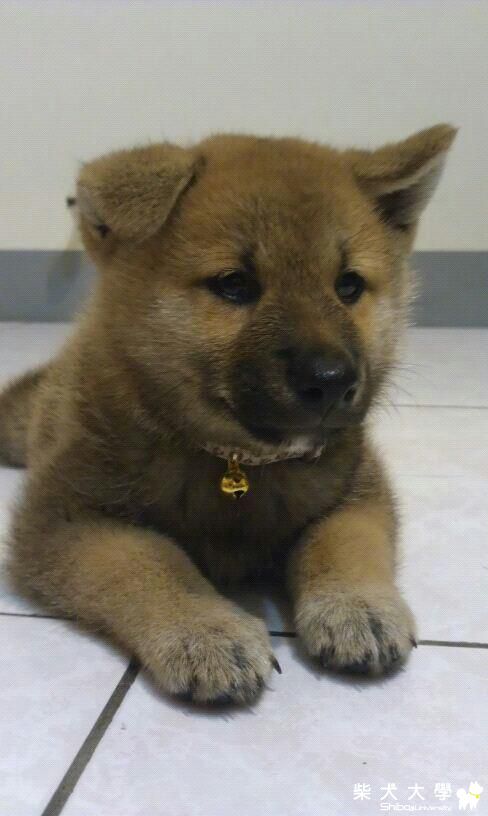 阿宰宰的弟弟~柴弟(原發表者:阿宰麻)(相簿)