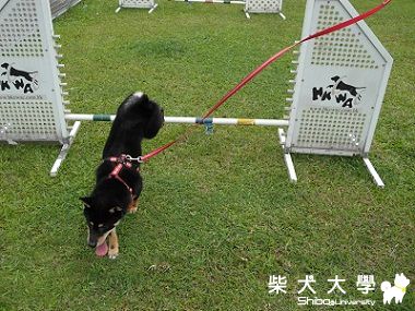 尚九的夏日暢游(原發表者:eddiedaphne)(相簿)