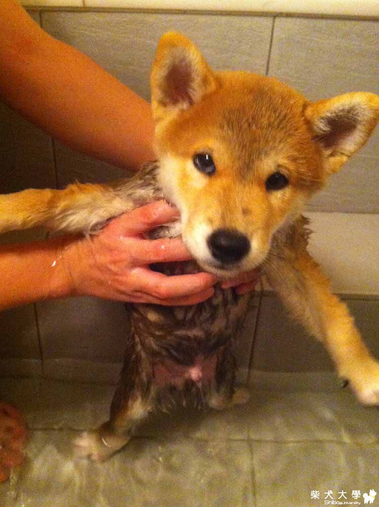 阿仔。溼透的小土狗(原發表者:朱元宏)(相簿)