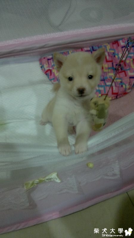 棉花糖轉變成屁小孩(原發表者:麻糬MA)(相簿)