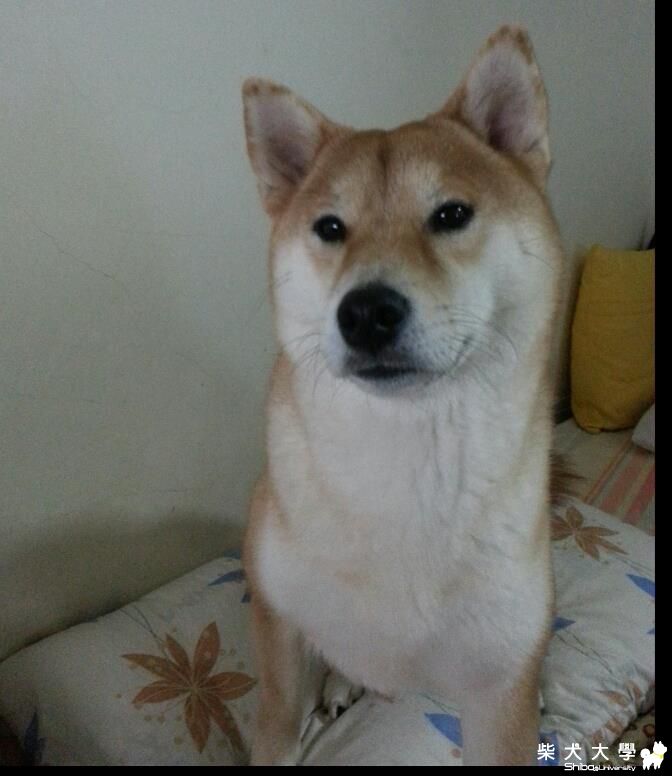 kiwi酷樣!!!(原發表者:kiwi北鼻)(相簿)