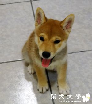 弟弟報到(原發表者:梨子)(相簿)