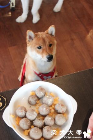 9/2柏林玩夠夠~(原發表者:哈吉的爹)(相簿)