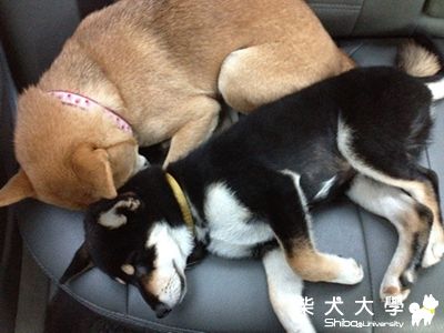 睡覺3部曲(原發表者:棕柴)(相簿)