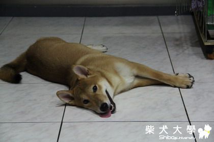 RyuU將在家狂飆累了的樣子(原發表者:龍之爸)(相簿)