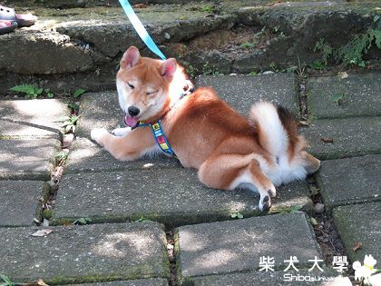 球球‧跟著外婆外公爬山去(原發表者:球球a麻)(相簿)