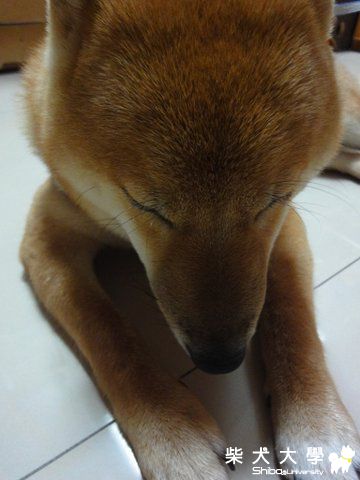 瞌睡?沉思?(原發表者:澎將哥)(相簿)