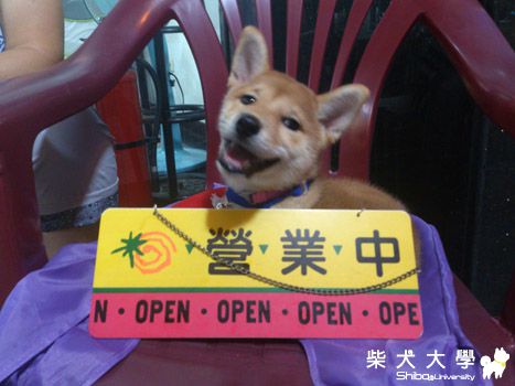 店裡的代理招牌狗(原發表者:梨子)(相簿)