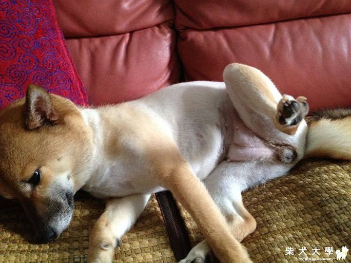 這是???(原發表者:小舞姊)(相簿)