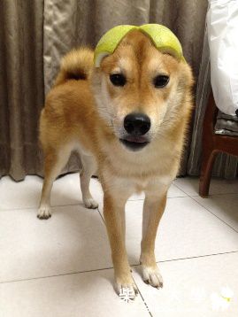 2012年秋季-潮柴公母-中秋時尚名模~(原發表者:10R阿福)(相簿)