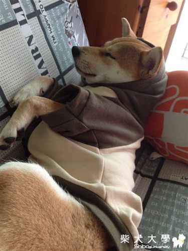 超可愛之【不要吵啦！！】(原發表者:優米YUMI)(相簿)