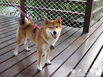 球球‧10月13日探查之旅(原發表者:球球a麻)(相簿)