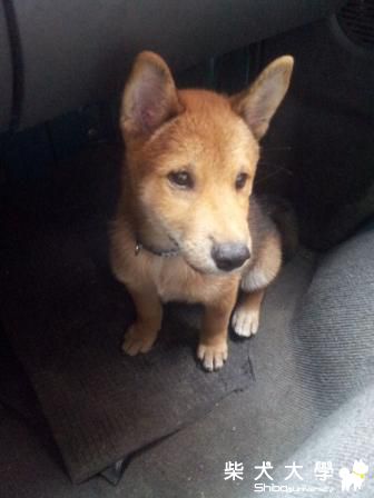 來福走吊橋^0^(原發表者:tn704545)(相簿)