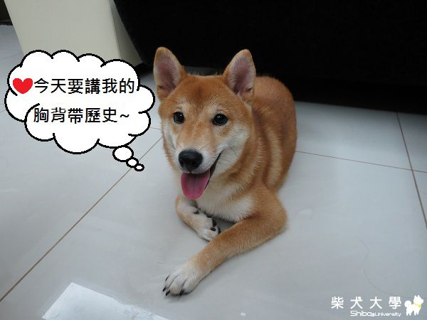 球球‧胸背帶進化史(原發表者:球球a麻)(相簿)