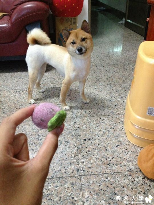 草莓丟丟!!(原發表者:小舞姊)(相簿)