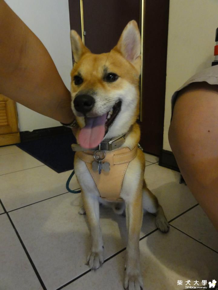 小八的手工皮製新背帶(原發表者:jerryhung85)(相簿)