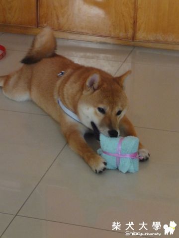 包裹?東坡肉?(原發表者:澎將哥)(相簿)