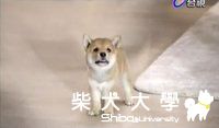 柴犬物語-- 柴言柴語--我们家長谷川竜一郎拍廣告囉~~~(原發表者:nychang)(影片)