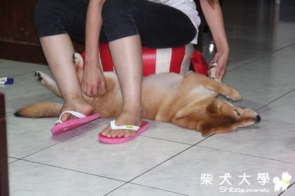 Ryuu將撒驕舉啞鈴???(原發表者:龍之爸)(相簿)