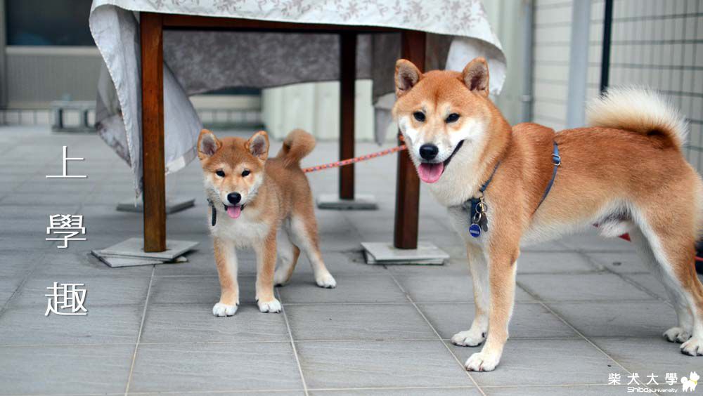 阿仔。邊玩耍邊上課(原發表者:朱元宏)(相簿)