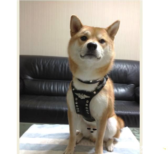 不爽.耍酷痞子--吉谷(原發表者:吉谷家)(相簿)