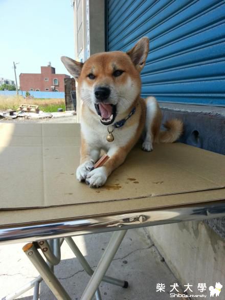 太好吃啦~~(原發表者:一路家)(相簿)