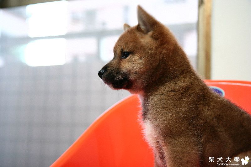 天氣大好，適合帶Nice回家...^___^y(原發表者:nice)(相簿)