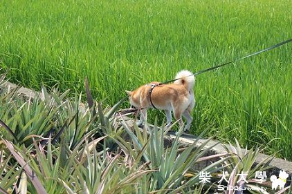 慢生活之咪醬與大帥(原發表者:咪醬媽)(相簿)