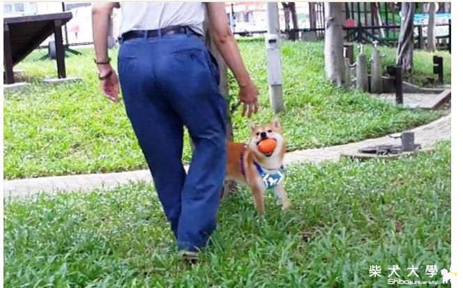 吉谷其實也很喜歡空中接球的(原發表者:吉谷家)(相簿)