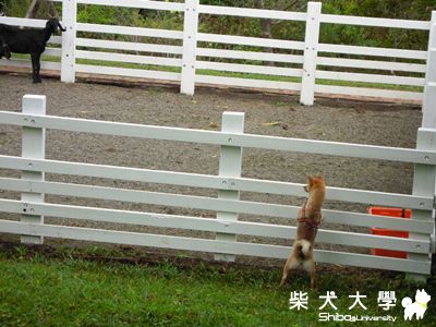 我最大的快樂(原發表者:棕柴)(相簿)