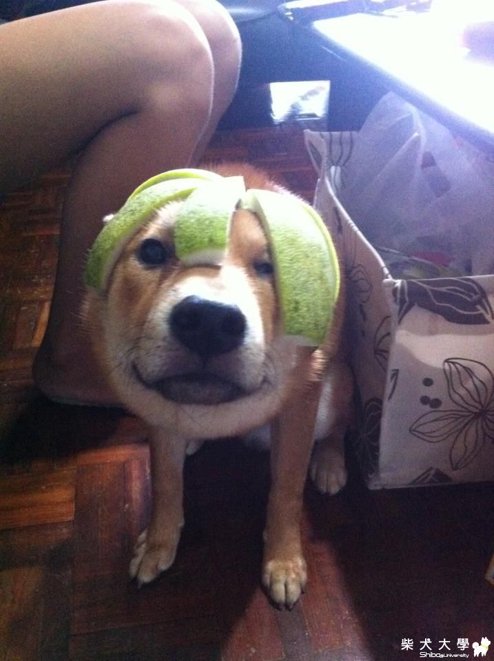 中秋節快到了  分享柚子財(原發表者:bgn357)(相簿)