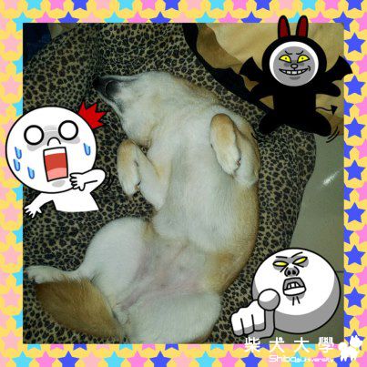 KIWI睡覺姿勢百百種~~(原發表者:kiwi北鼻)(相簿)