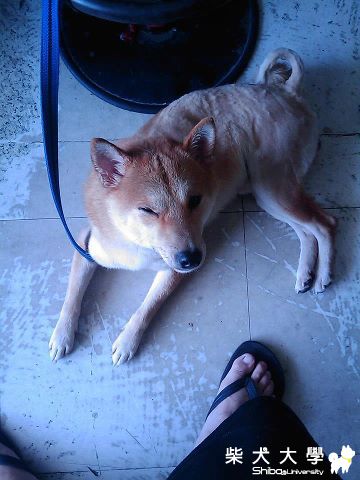 【基隆市】幫忙尋找酷哥(原發表者:柴犬11)