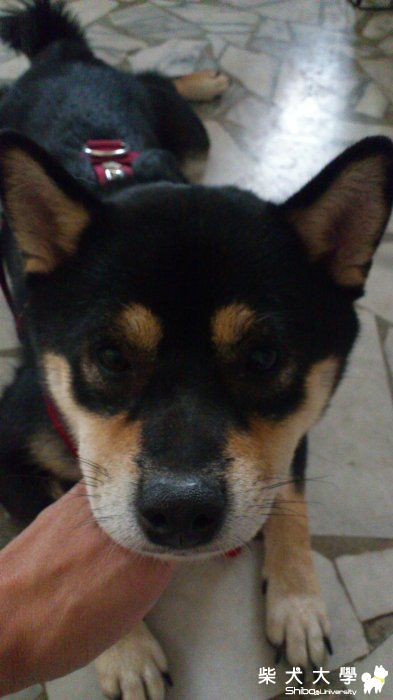 阿圓亂吃東西過敏~臉腫的像豬頭ˊˋ(原發表者:烏米拔)(相簿)