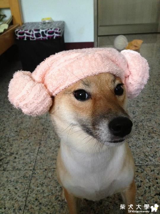 柴柴們是不是很不喜歡頭上放東西?(原發表者:小舞姊)(相簿)